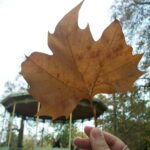 Dried leaf in Brussels, Belgium